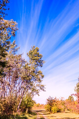 Wall Mural - a beautiful blue sky with a few trees in the background