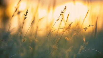 Poster - Wild Grass in the Forest at Sunset with Warm Tones Illuminating Nature's Beauty and Serenity in a Calm Environment