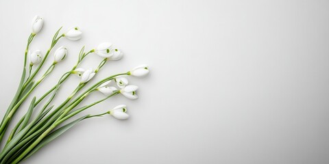Poster - Minimalist Spring Snowdrops on Transparent Background – Natures Elegance in White