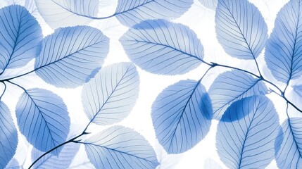 Wall Mural - Blue translucent leaves on white background.