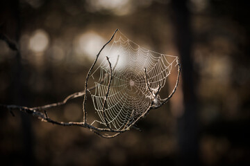 Wall Mural - closeup of backlight spider webs