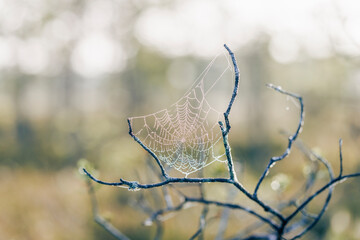 Wall Mural - closeup of wet spider web in a bog