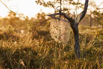 Wall Mural - wet spiderweb sparkling in a bog at sunrise