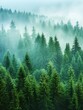 © dailystock - Misty mountain forest with lush green evergreen trees.