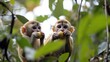 © WanCorp - Two Curious Monkeys Eating Fruit in a Lush Green Forest Surrounded by Leaves, Capturing the Playful Nature of Wildlife in Their Natural Habitat