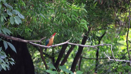 Stork-billed Kingfisher, Pelargopsis capensis perching on tree branch in forest park, massive kingfisher with a large scarlet bill, Kingfisher takes off branch, slow motion bird in flight