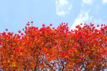 Wall Mural - Japanese autumn, maple leaves and blue sky	