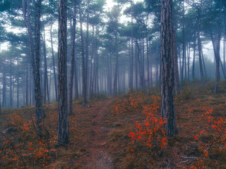 Wall Mural - misty autumn forest