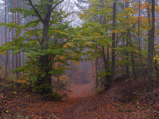 Wall Mural - misty autumn forest