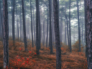 Wall Mural - misty autumn forest