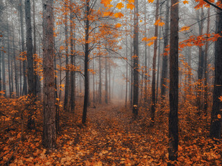 Wall Mural - misty autumn forest