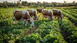 © Zeeshan - Cows grazing near vegetable fields