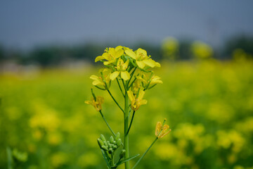 Mustard Flower field of yellow rapeseed