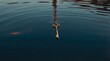 © xiden - A vintage brass key floating on calm water, creating ripples and reflections, evoking a sense of mystery and solitude in a serene, tranquil environment