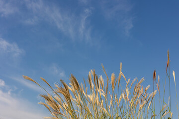 Wall Mural - Yellow reeds and blue sky clouds