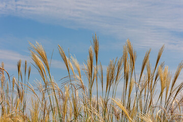 Yellow reeds and blue sky clouds