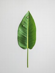 Poster - Single green leaf resting on a light surface with a perfect water droplet on its edge reflecting natures beauty. Generative AI