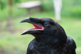 A black raven calls out
