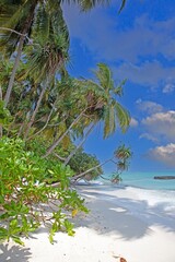 Wall Mural - Tropical beach with palm trees white sand turquoise water and bright sunny sky