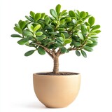 A potted jade plant isolated on white background
