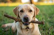 © juliars - Golden labrador retriever carrying stick in its mouth, lying on the grass in a park
