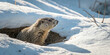 © julakhabegum - a groundhog emerging from its burrow on a sunn