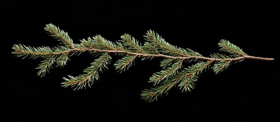 Poster - Spruce branch isolated on black background providing ample copy space for seasonal or nature-themed designs