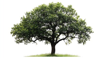 Fototapete - Majestic Oak Tree in Lush Green Field Under Clear Blue Sky Natural Beauty and Ecology : Generative AI