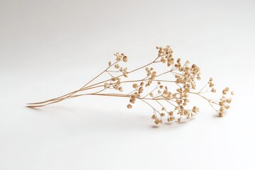 Poster - A minimalist sprig of dried flowers on a white background, capturing simplicity and elegance, evoking a sense of calmness and natural beauty in a timeless manner.