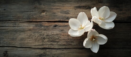 Poster - Delicate white flowers arranged on a weathered wooden surface with ample copy space for branding or text placement in spring theme design