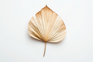 Poster - A dried palm leaf with a natural, elegant design placed against a plain white background, showcasing its delicate texture and organic shape beautifully.