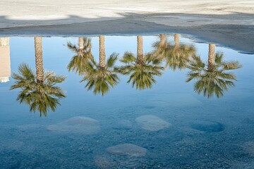 Poster - Palm trees reflect beautifully in a clear water pool, capturing a serene and tranquil moment with shadows playing under the bright sunny sky.