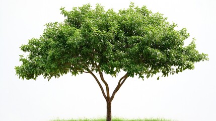 Poster - Vibrant Tree with Full Green Canopy in Peaceful Natural Surroundings : Generative AI