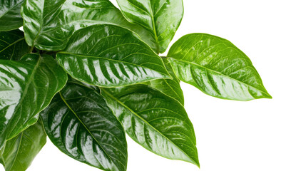 Poster - Fresh green leaves on a branch. isolated transparent background