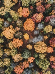 Aufkleber - Vibrant Autumn Forest from Above with Colorful Foliage in Red and Orange Hues : Generative AI