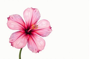 Wall Mural - A single pink flower on a white background