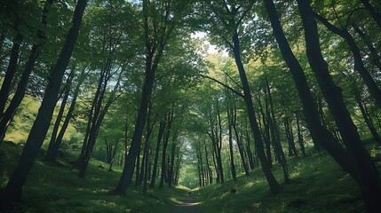 Poster - Verdant summer forest path with lush tree canopy and sunny ambiance : Generative AI