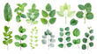 © CHU STUDIO - Fresh aromatic mint leaves collection arranged in various positions showcasing, cut out