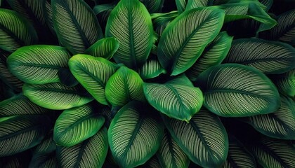 green leaves background