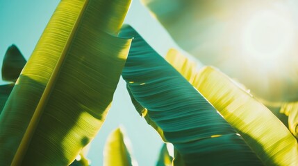 Wall Mural - lush green banana leaves backlit by bright sunlight against a clear blue sky.