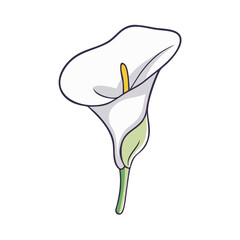 Poster - calla lily flower illustration, flower vector art, flower icon - minimalistic flat illustration of c