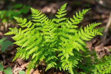 Aufkleber - Vibrant green fern plant thriving in dappled sunlight on forest floor.