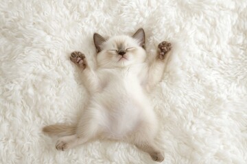 Aufkleber - Adorable cream kitten sleeping peacefully on a fluffy white blanket, paws outstretched.