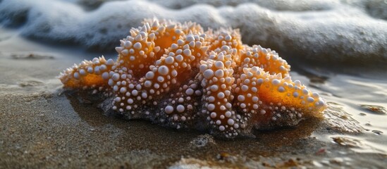 Poster - Coral Design Displayed on the Beach Shore Highlighting Marine Life and Natural Beauty