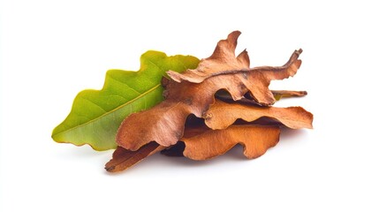 Poster - Tamarind leaves showcasing vibrant green and rich brown hues arranged artistically on a clean white background for natural aesthetics.
