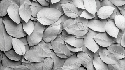 Poster - Monochromatic close-up of textured leaf patterns creating a visually striking and artistic background ideal for nature-themed designs.