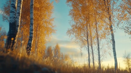 Poster - Golden birch trees illuminated by warm sunset light in an autumn forest setting showcasing vivid colors and serene countryside atmosphere.