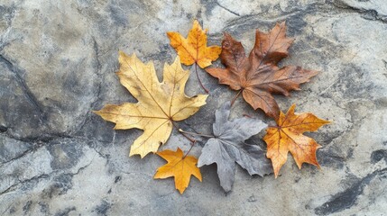 Poster - Autumn leaves composition on textured stone background showcasing seasonal colors in a top view flat lay arrangement with copy space
