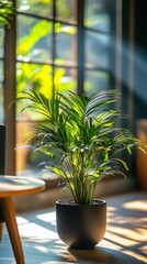 Wall Mural - Bright and serene indoor plant in a sunlit space with shadows on the wall