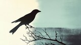 suspense, fantastic and simple illutration of a bird. image is like a old animation film. -